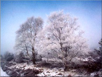 Birch trees with each twig covered in frost
