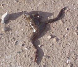 A February frog - deceased