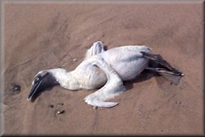 Fledgling gannet washed up by the tide