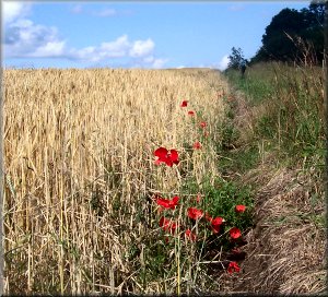 Barley field with poppies near Masham on the Ripon Rowel Walk
