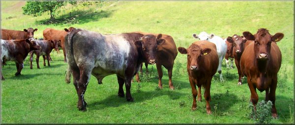 Cattle on the Ripon Rowel Walk near Ilton