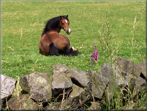 Pony near Nutwith Common