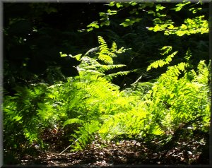 Sunlit ferns on Nutwith Common
