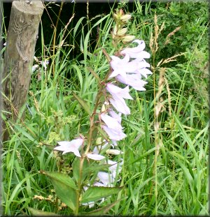 Giant bell flower on the banks of the river Ure