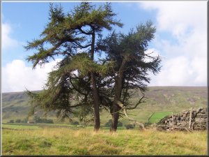 Larch tree at Dale Head