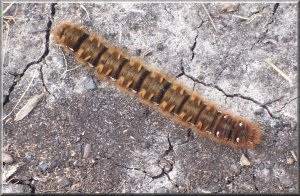 Hairy caterpillar at Rosedale head