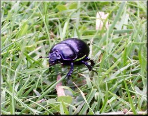 A dung beetle, just going about its business