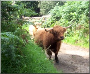 Highland Cattle in Westerdale