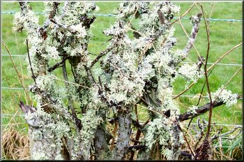 Dead bush covered in lichen