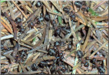 Wood ants about 10mm long