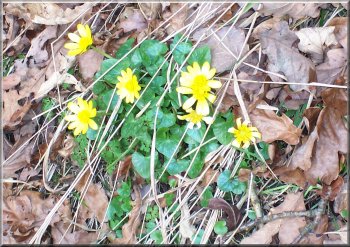 Celandines by the River Nidd