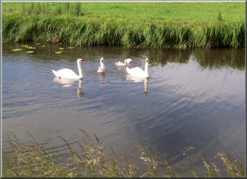 Family of swans on the canal