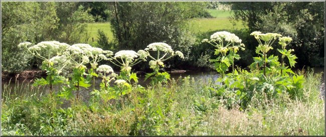 Giant hogweed by the river Ure