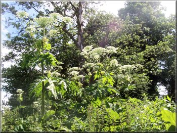 Giant Hogweed towering over us by the river Ure