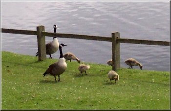 Family of Canada Geese in Studley Park
