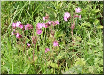 Red Campion beside the path
