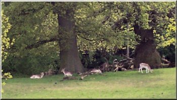 Fallow deer in Studley Park