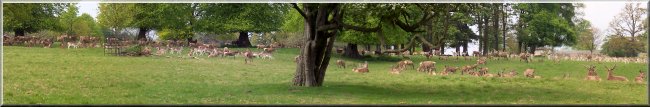 Herds of Fallow deer and red deer at Studley Park