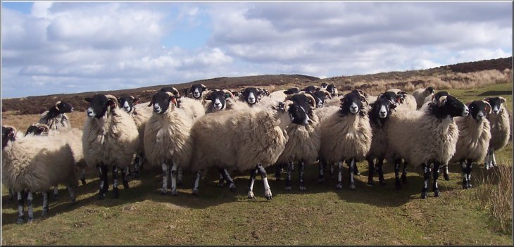  I think there are methera-a-giggor 
        of these Swaledale ewes here
