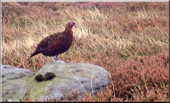 A grouse posing for the camera