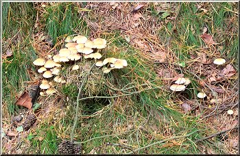Autumn fungus by the path