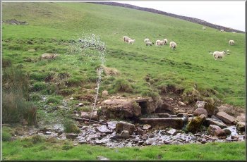 Leaking pipe at a sheep trough