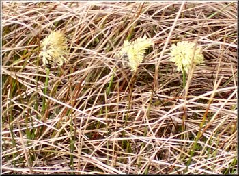 Pollen heads on the Cotton Grass