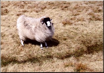 Yan Lonk ewe in the Howgill Fells