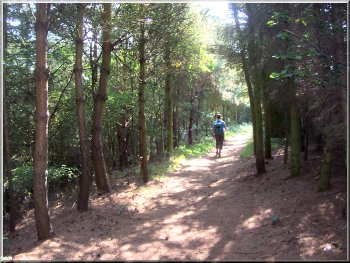 Path around the edge of Oak Cliff woods