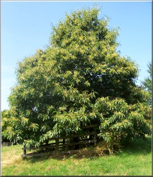 Sweet chestnut tree at Crambe