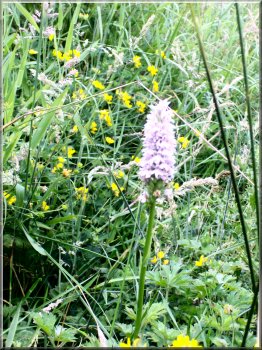 A late orchid by the path from Crambe
