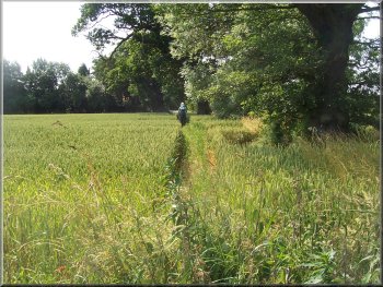 Path through the wheat fields at Rider Lane Farm