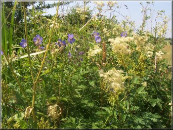 Wild geraniums and meadowsweet along the river bank