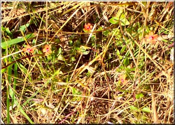 Tiny red flowers of the Scarlet Pimpernel almost lost amongst the dry grass