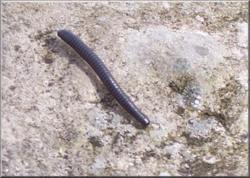 A millipede making its way over a rock