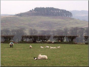 Spring lambs resting