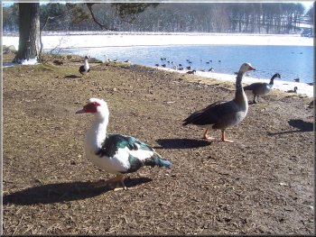 A muscovy duck and a young goose try their luck for a share of our lunch