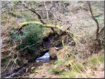 Climbing up above Lunshaw Beck in Boltby Forest