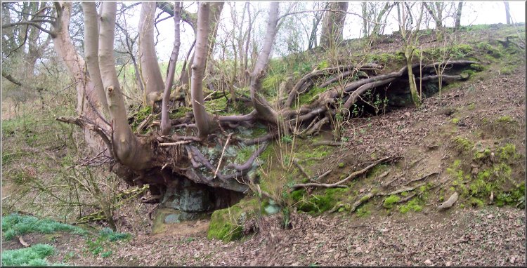 Ash trees growing from fissures in the rock with an amazing root system going back into the hillside