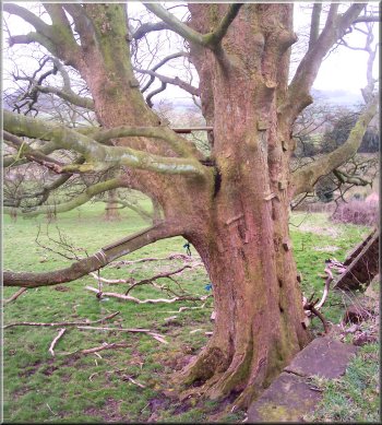 200 year old sycamore beside the lay-by