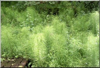 Horsetails - a primitive but very successful plant 