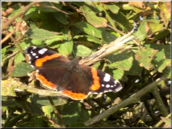 A red admiral butterfly in the October sunshine
