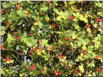 Rose hips in the hedgerow