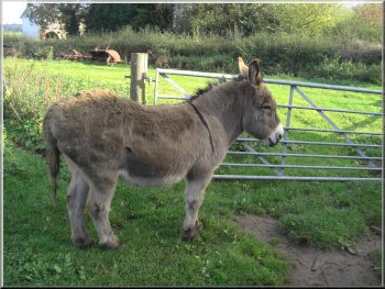 A sturdy donkey that came over for a pat