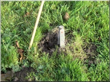 The top of a mole trap and a long garden cane marking its position