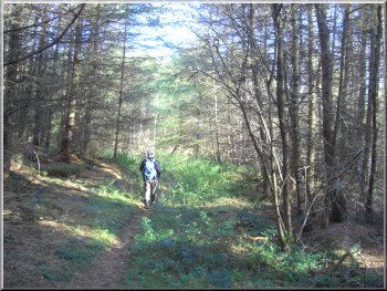Path towards Ampleforth through Yearsley Woods