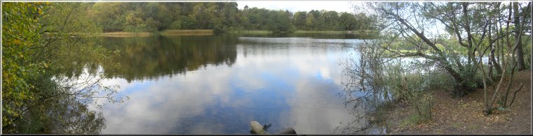 The largest of the three ponds in Yearsley woods