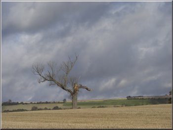 A dead tree seen against a showery sky
