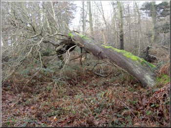A fallen tree left to rot enriching the whole habitat