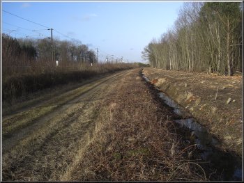 A cleared strip of land beside the railway at the edge of Bishop Wood 